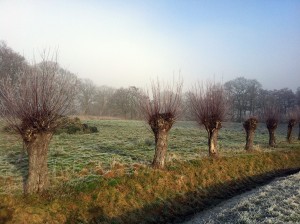 Kopfweiden in Schneppenbaum