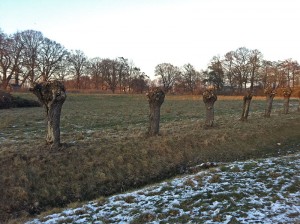 frisch zugeschnittene Kopfweiden in Schneppenbaum