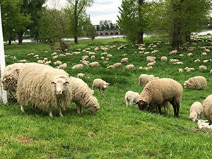 Schafe in Niehl