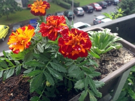 Tagetes