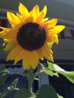 Zwergsonnenblume