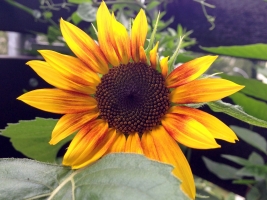 Zwergsonnenblume7