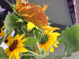 Zwergsonnenblumen5