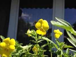 gelbe-Hornveilchen