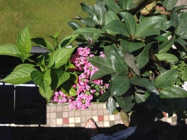rosa-Verbena