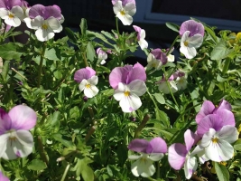 weiss-violette-Hornveilchen