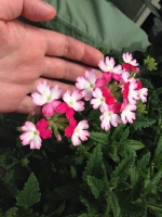 zweifarbige-Verbena