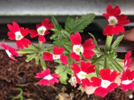 zweifarbige-Verbena2