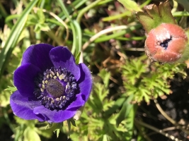 Anemone2-Sonnenbalkon