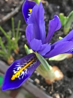 Iris1-Schattenbalkon