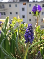 Wildbiene3-Sonnenbalkon