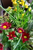 Balkon-Chrysantheme