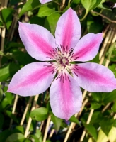 Clematis1