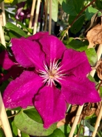 Clematis3