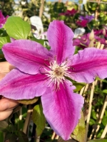 Clematis4