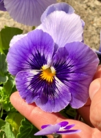 Veilchen1