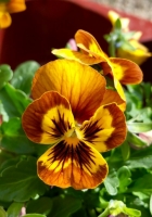 Veilchen5