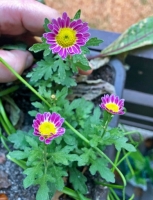 Chrysanthemen