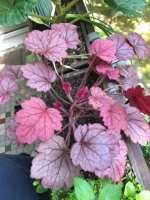 Heuchera3