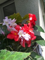 Hosta-Begonien