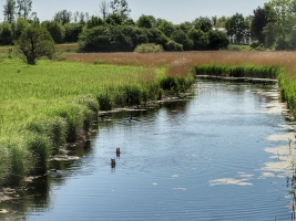 A-Kiefer_Naturpark_Schlei_bei_Fleckeby_02