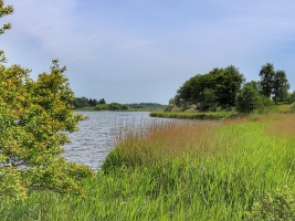 A-Kiefer_Naturpark_Schlei_bei_Fleckeby_04