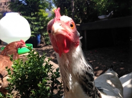 Frida
