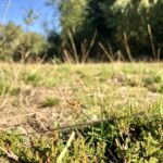 Wahner Heide