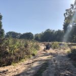 Sandweg in der Wahner Heide