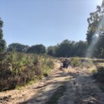 Sandweg in der Wahner Heide
