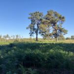 Farn in der Wahner Heide