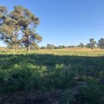 Farn in der Wahner Heide