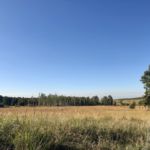 Wiese in der Wahner Heide