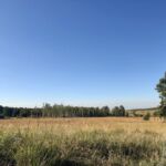Wiese in der Wahner Heide