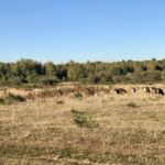 Ziegen in der Wahner Heide