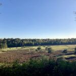 in der Wahner Heide