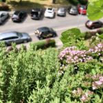 Thymian, Oregano und Kapuzinerkresse